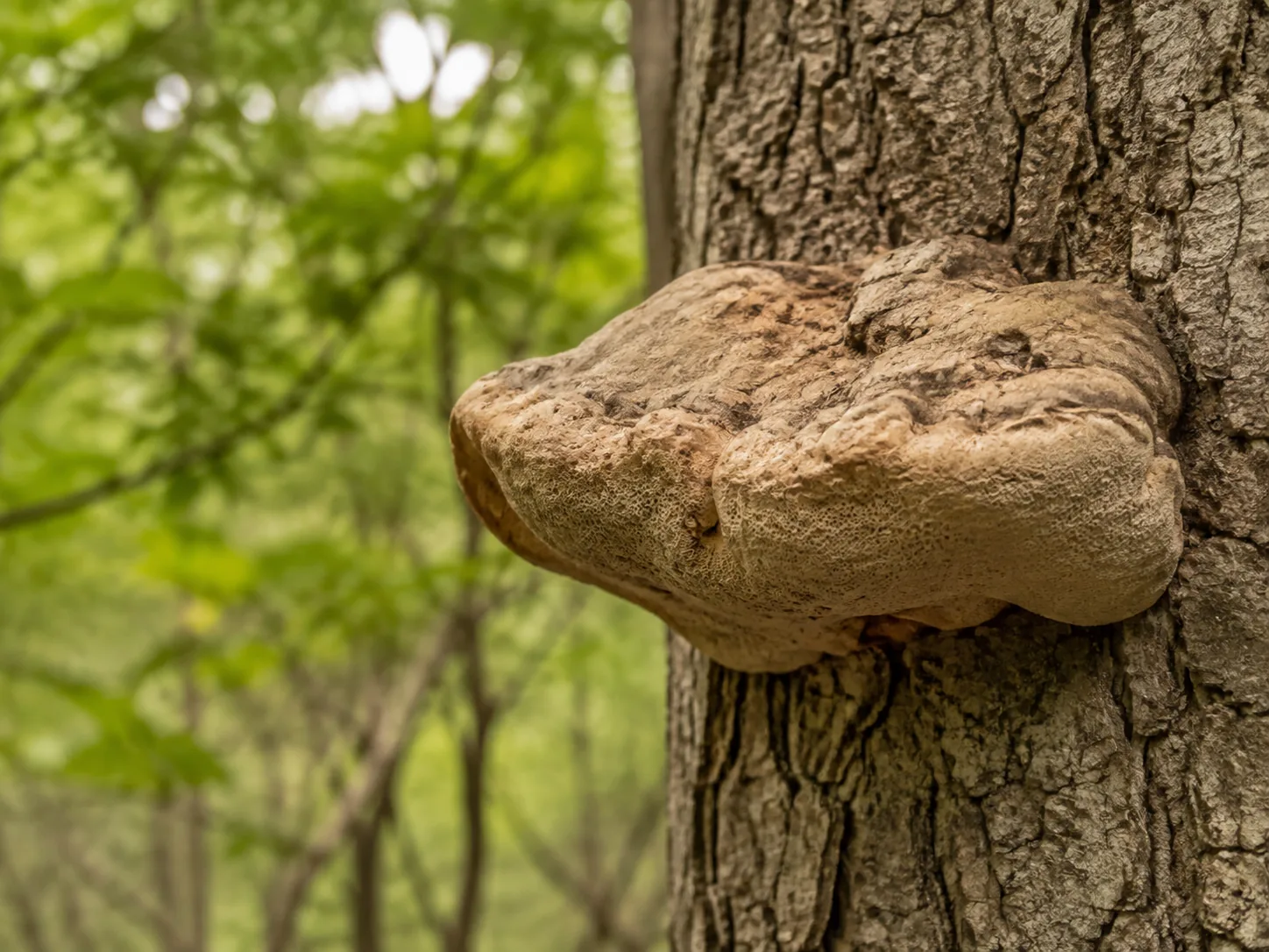 Heller Baumpilz mit wulstigem Fruchtkörper an einem Baumstamm im Wald