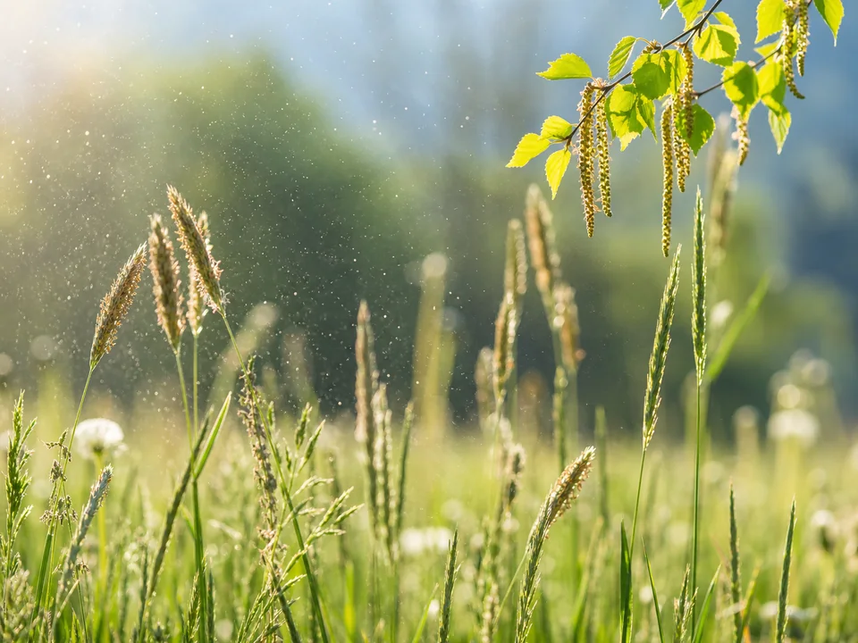 Gräser und Birkenpollen in einer Frühlingswiese